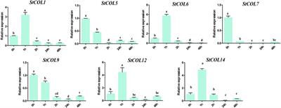 Genome-wide identification and expression analysis of the CONSTANS-like family in potato (Solanum tuberosum L.)
